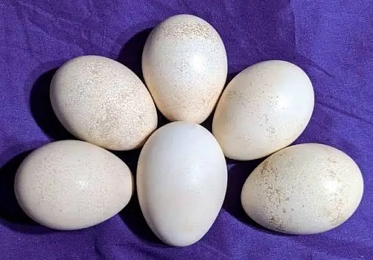 Peacock eggs 101% Fertile — photo 3