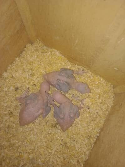 only call 03241856162