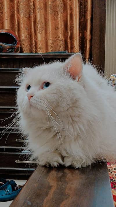 male cat for sale