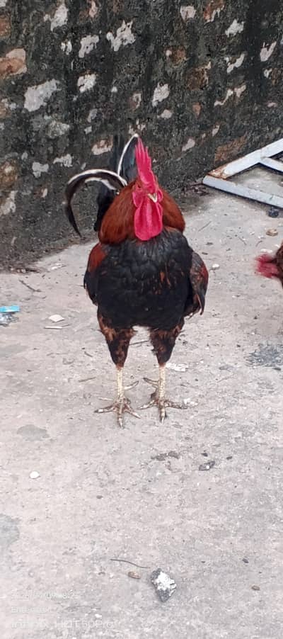 murga