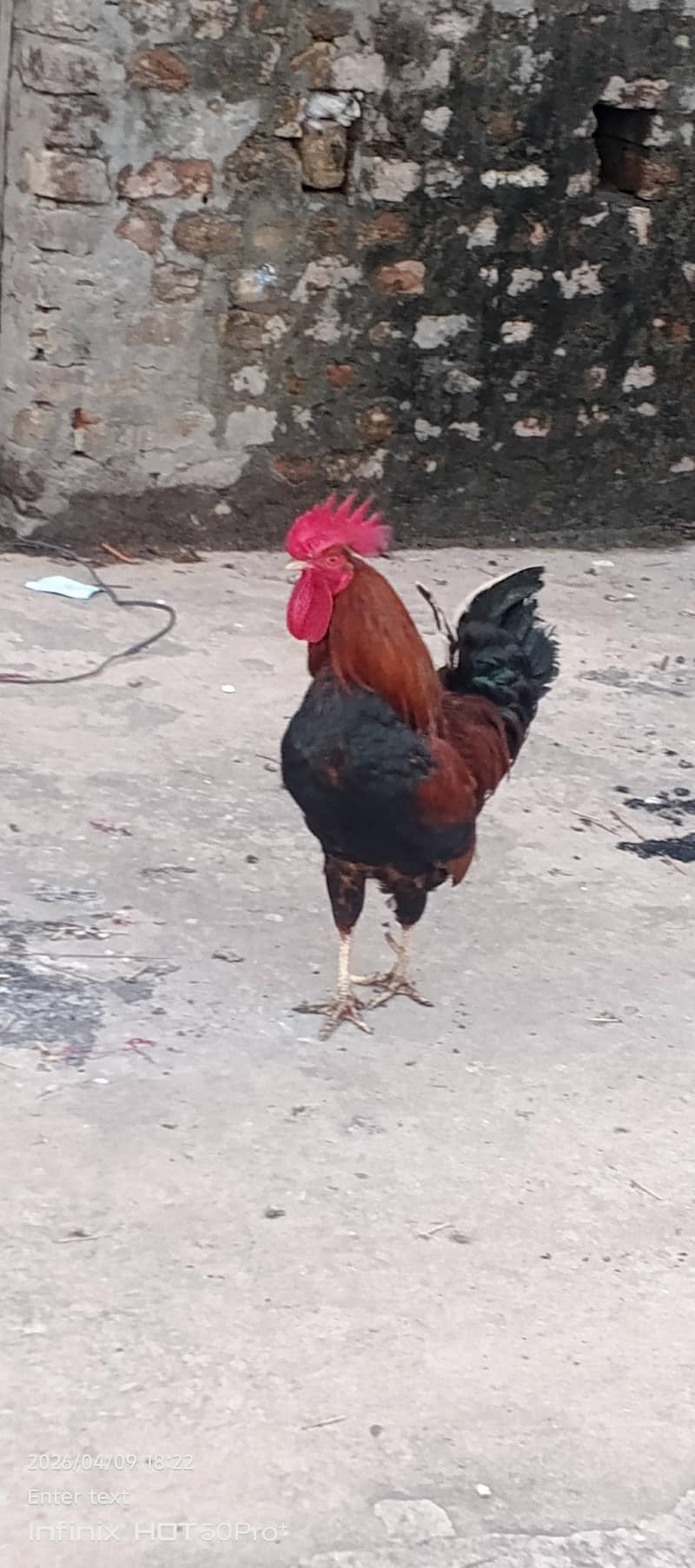 murga 1