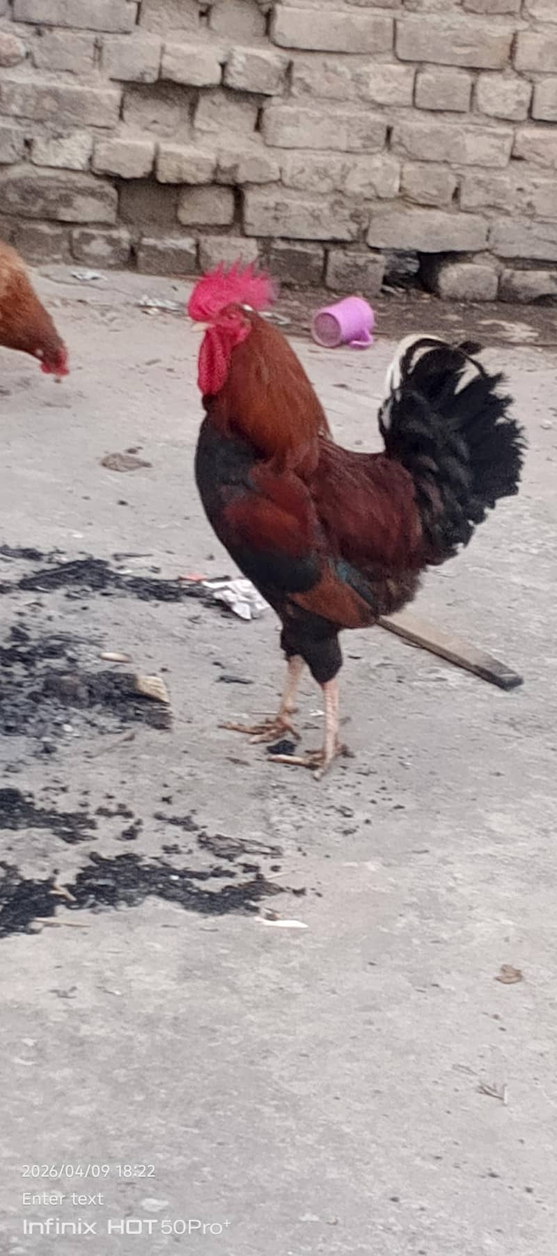 murga 2