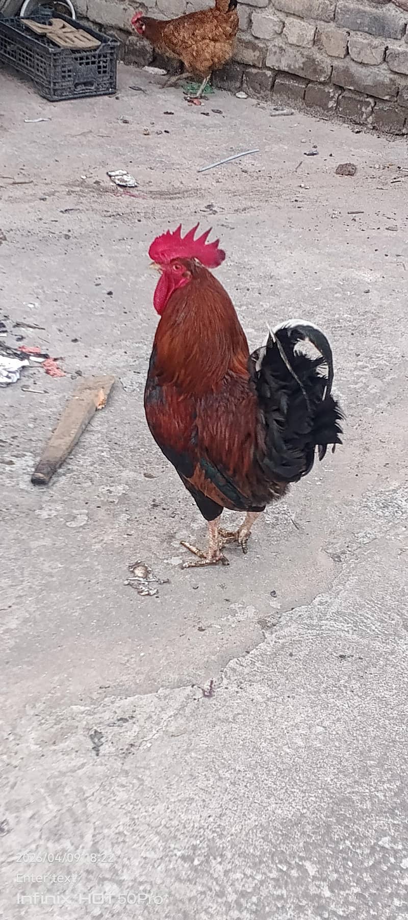 murga 3