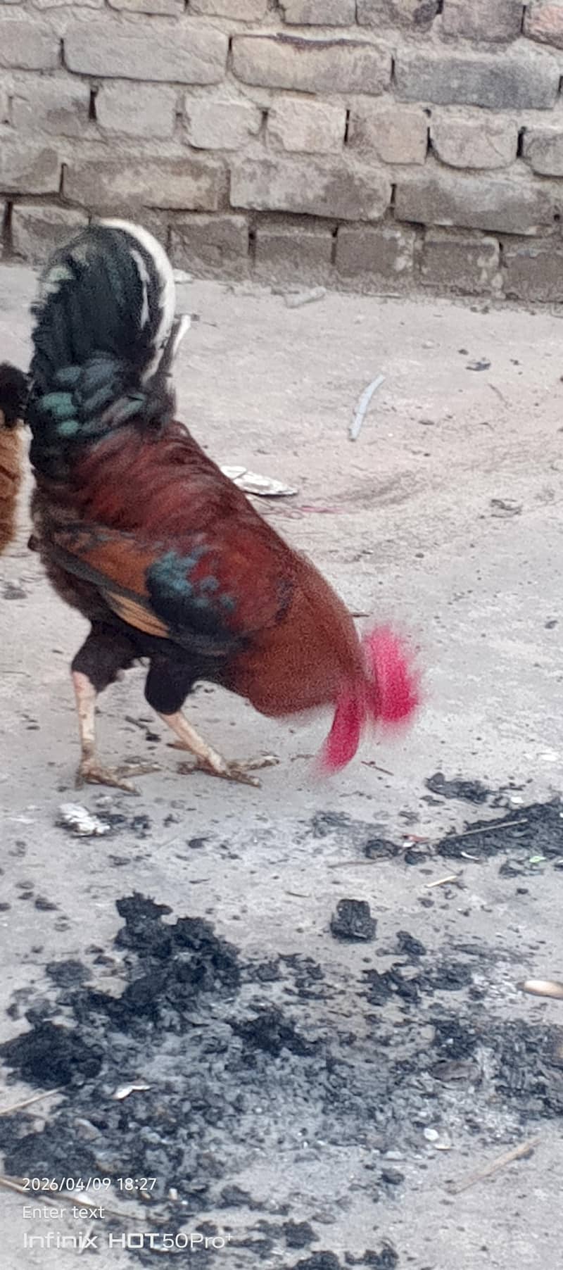 murga 4