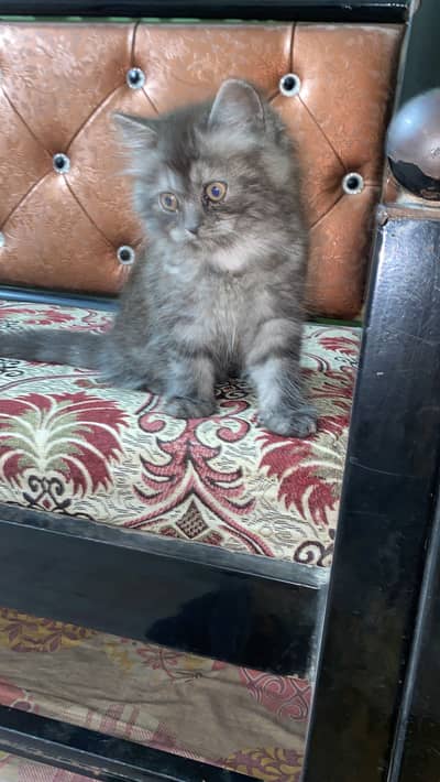 Persian kitten