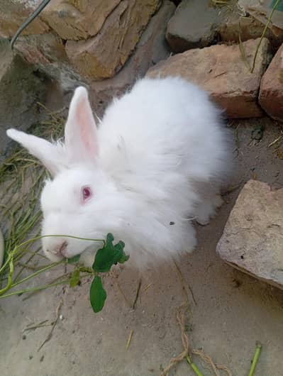 angoora rabbit breeder ( 0328.3044910 )