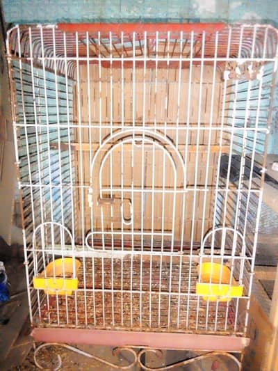 have cage green parrot