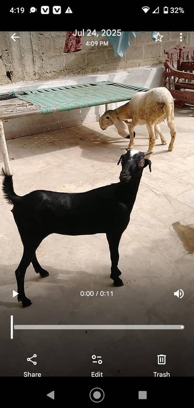 ghar ki pale huei hai fresh pat