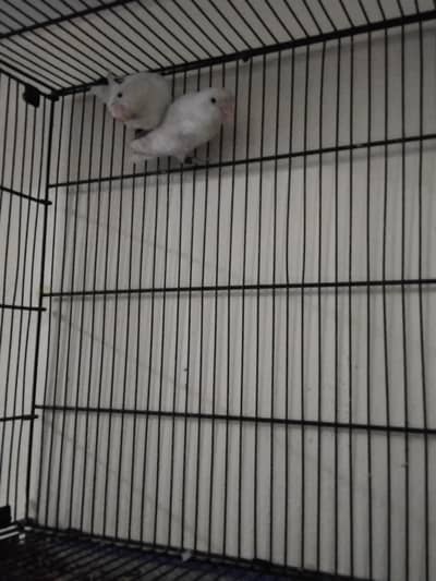 albino breeder pair 100%