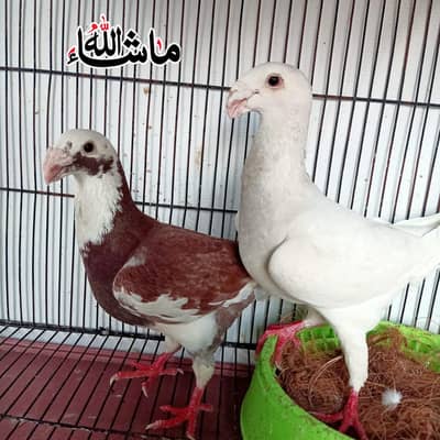 Garman Beauty Breder pair For Sale