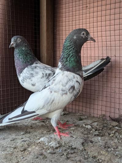 Teddy Breeder Pair Available