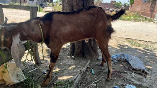 Goat  badoki gossaian
