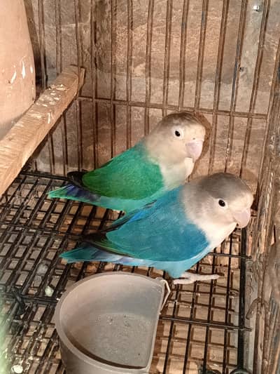 BLUE OPLINE PAIR AVAILABLE