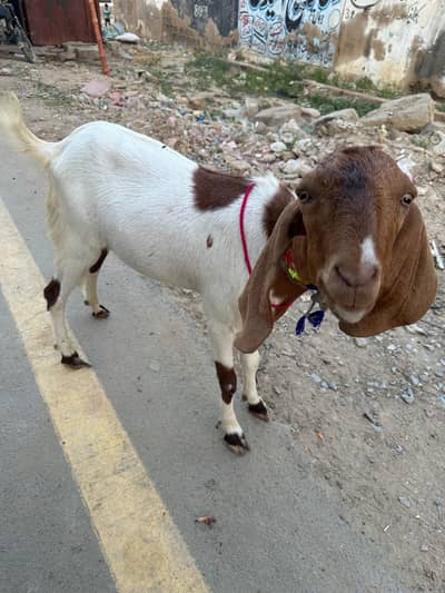 Bakra 2 dant