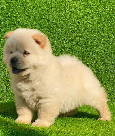 Chow chow puppy dog 92@330*540*6115