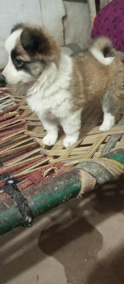 pessti cross 3month female