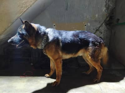 German shepherd for sale in Rawalpindi