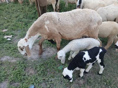 Goat/Sheep/dunmba/chatra/Bakra/qurbani/for sell