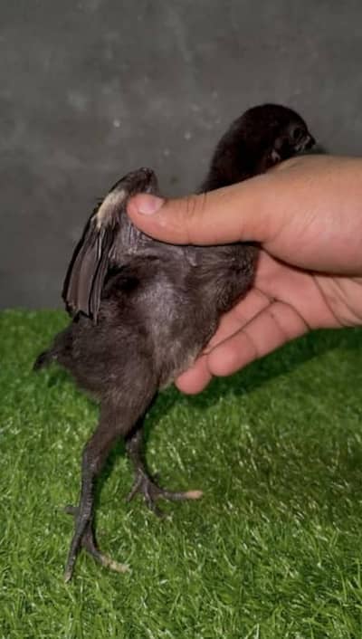 aseel thai dragon chicks