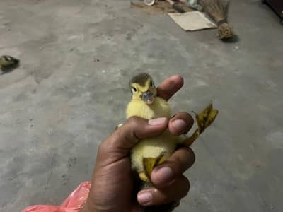 Muscovy Ducklings are available | Mug Duck| chines Duck
