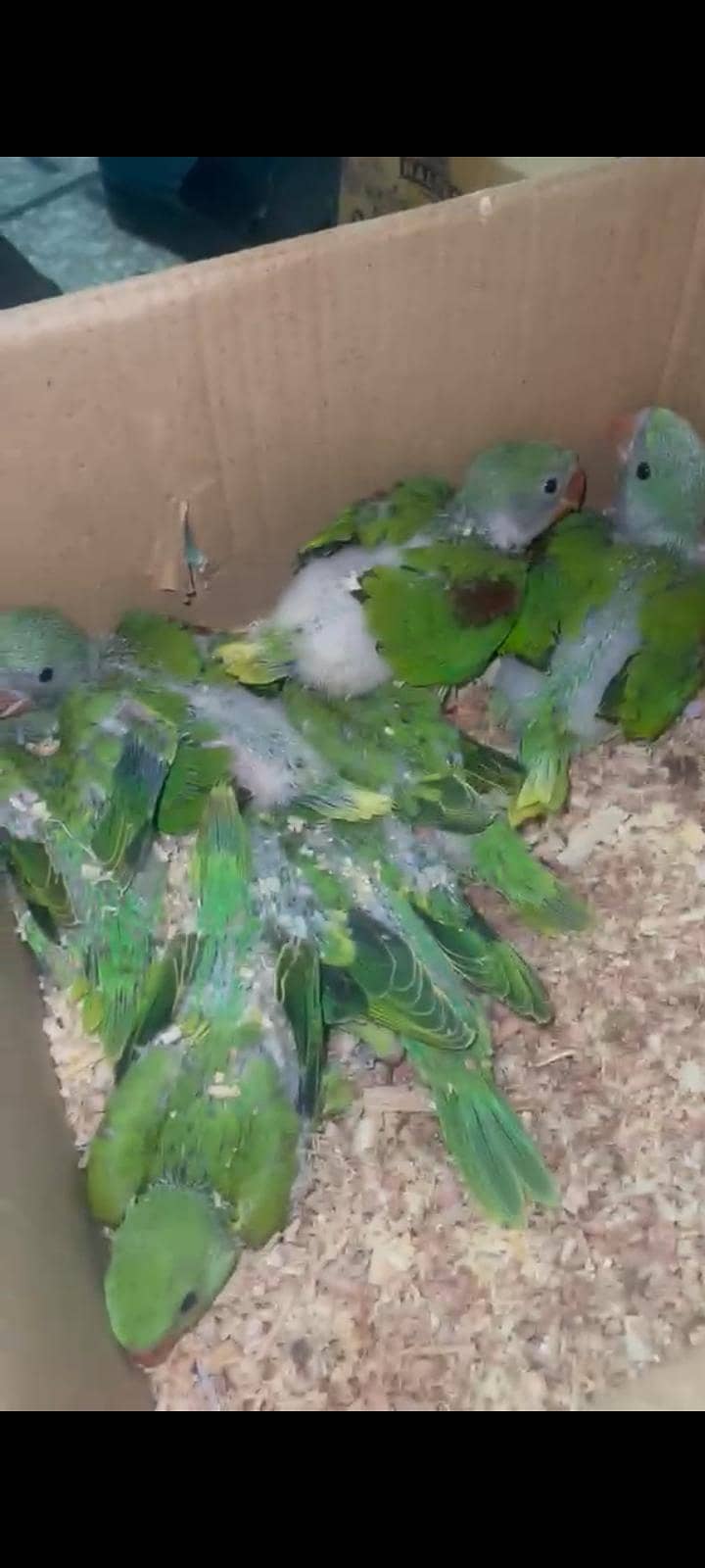 green chicks 0