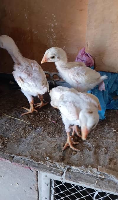 white shamo chicks