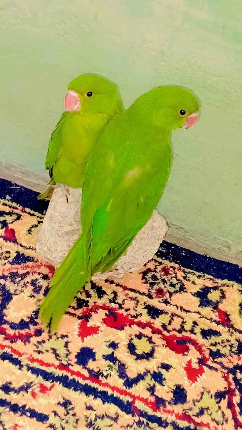 ringneck pair 1