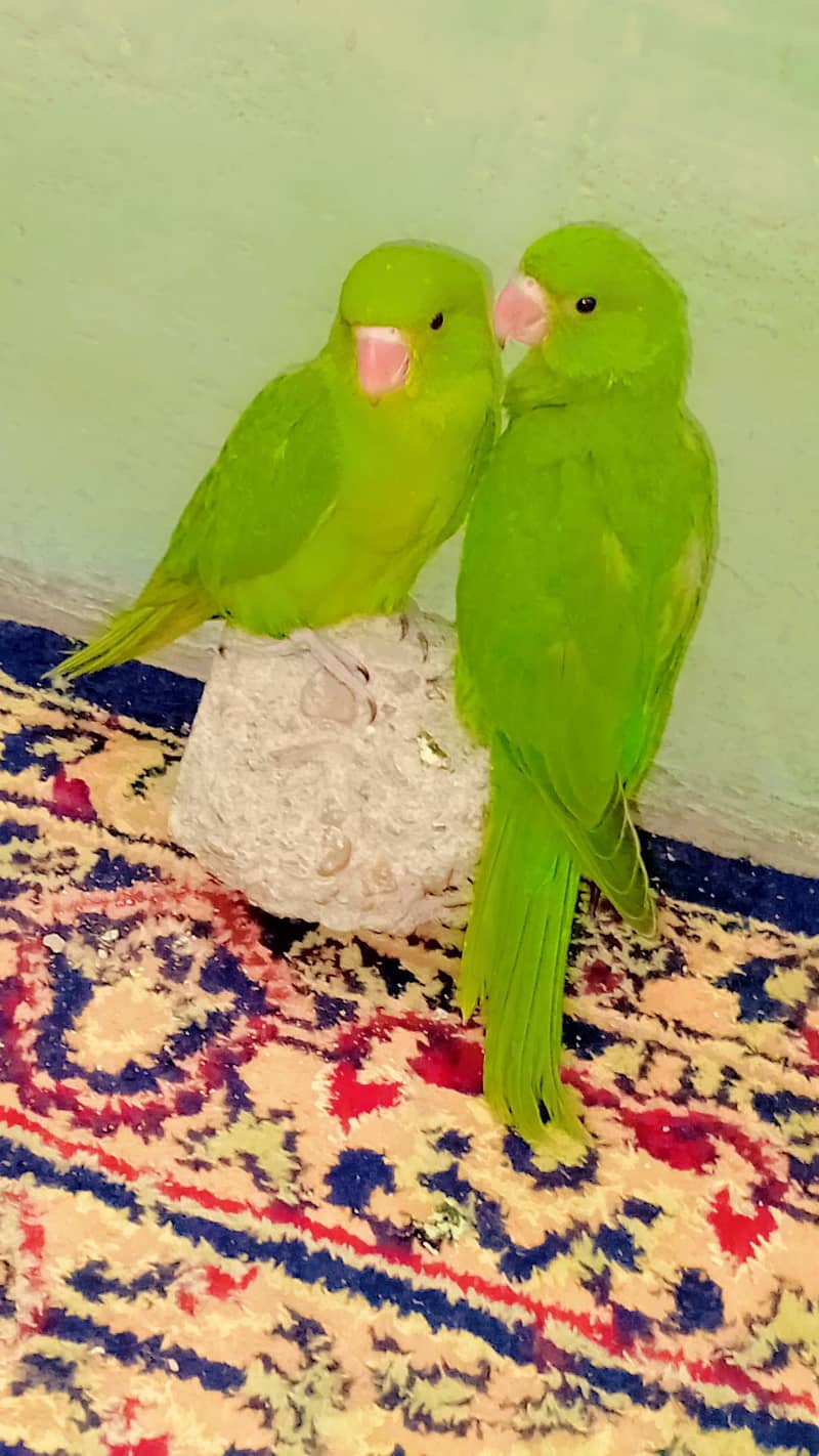 ringneck pair 2