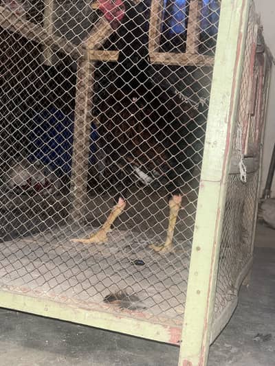 Aseel mianwali home breed