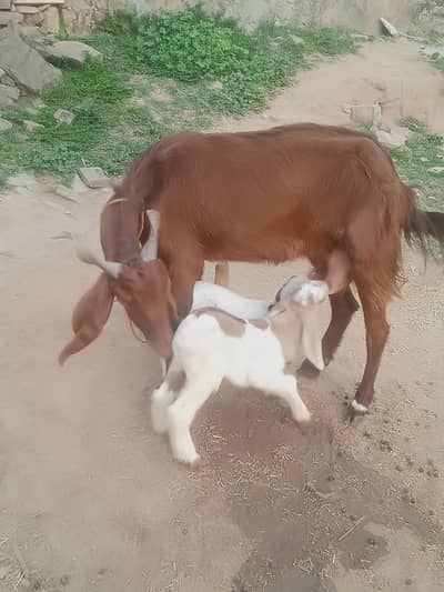 bakri sath 2 male kid for  sale  0332>8500>z739
