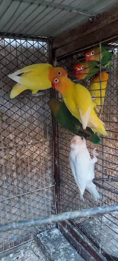 lotteno, blue parsanata and green Fischer lovebirds available