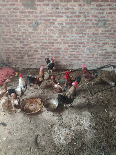 normal Brown murgy aur murgi