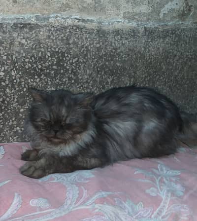 Russian cat double coat