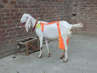 beetal goats/rajanpure goats/makhicheni goat