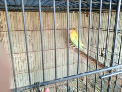 Love bird setup for sell all breed available