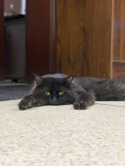 Black male perisan cat