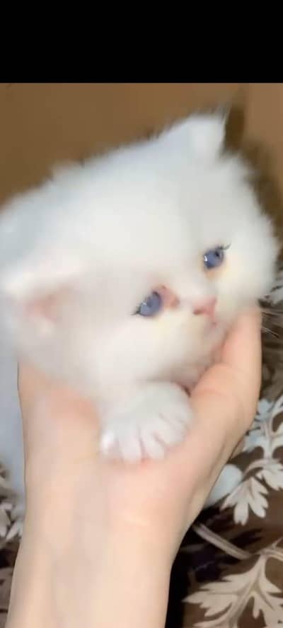 pure persion cats kittens trippel coated