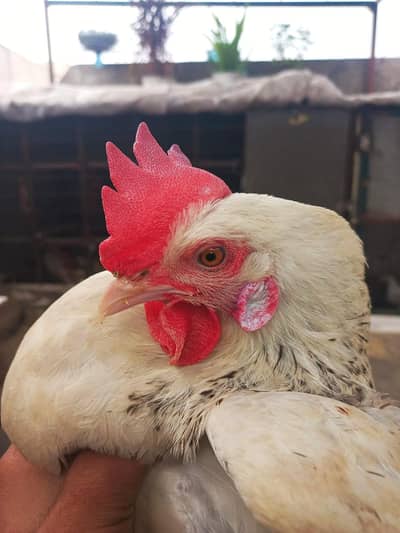 Golden Misri | Egg Laying | 2Kg Weight | Full Size Hen |