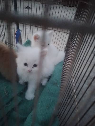 pairsian triple coted male and female kitten for sale