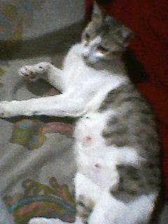 This cat is very beautiful and his 3 babys mother