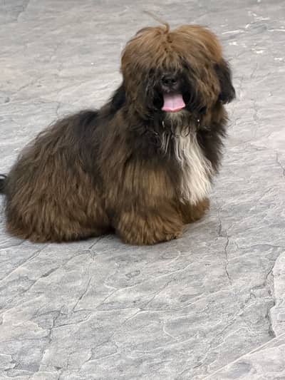 Shihtzu