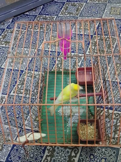 canary Bird
