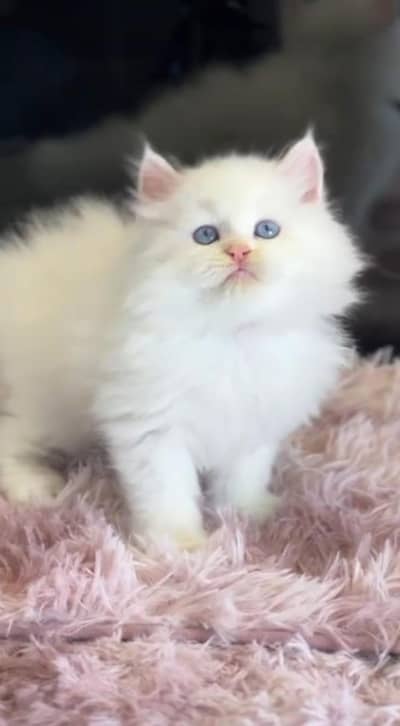 pure Persian kitten vaccinated triple coated and littler trend