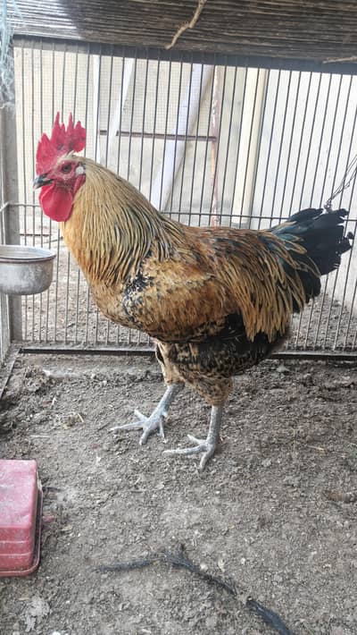 lohmann black male for sale