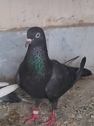 pigeon for sell
