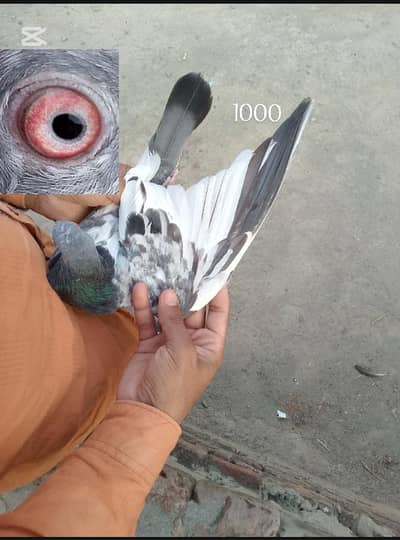 golden+ Patti waly buchay