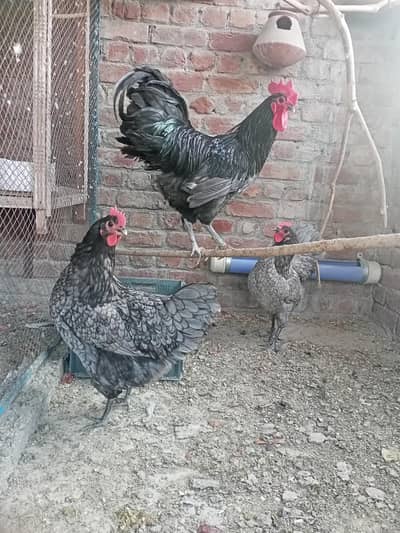 Australorp heritage Blue and black European breed