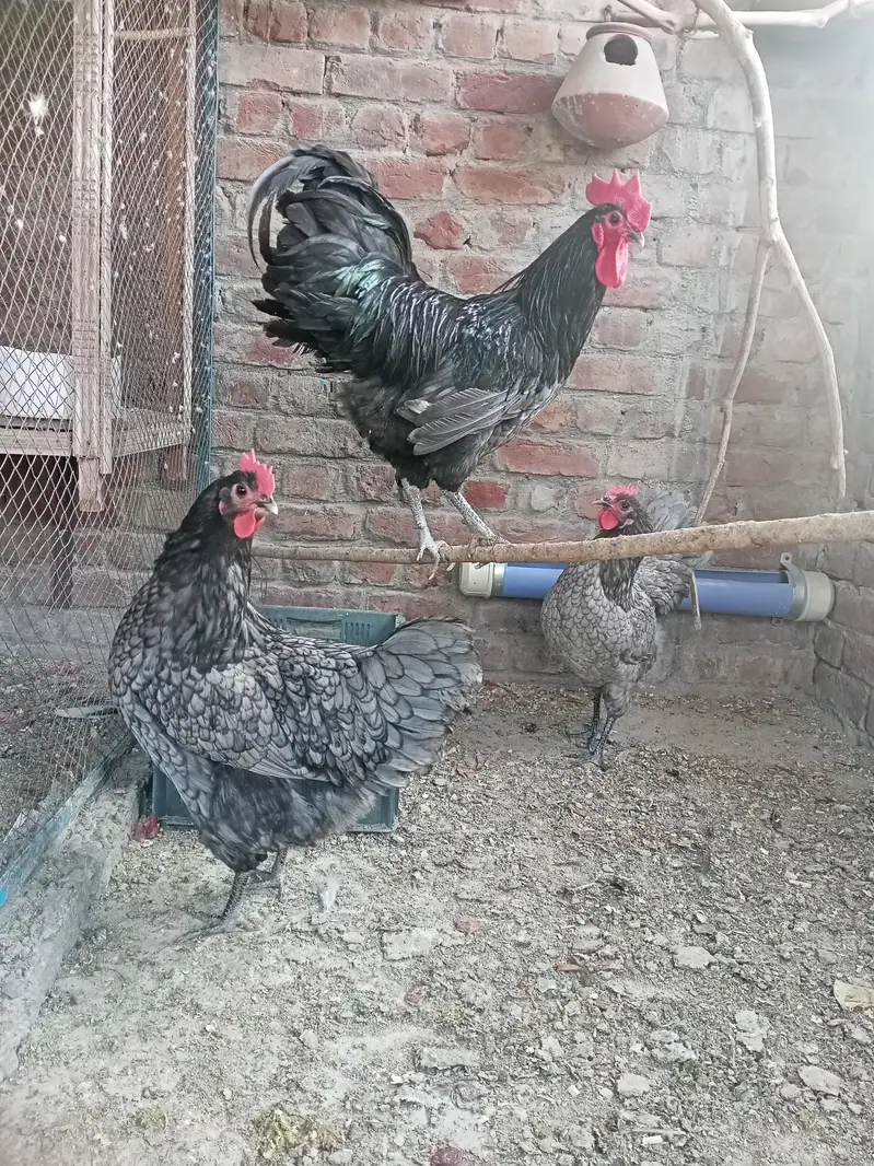 imported/heritage king size Australorp Blue and black European breed