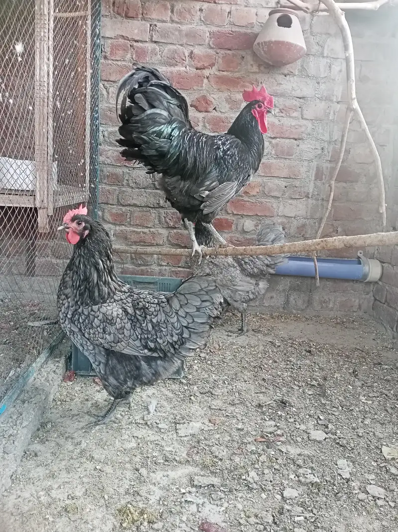 imported/heritage king size Australorp Blue and black European breed — photo 2