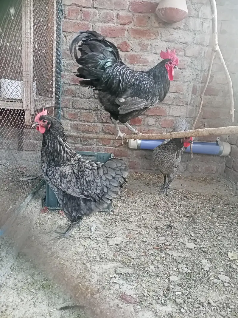 imported/heritage king size Australorp Blue and black European breed — photo 3